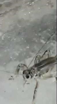 A New Species of cricket found in India || Schizodactylus salweenensis