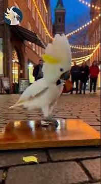 Jackson the Dancing Cockatoo 💃🕊️ | The Ultimate Dance Compilation