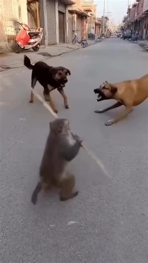 URBUN LOOK 🦅 on Instagram: "Story check karo😁 🤗❤️ Open Profile💥💯 👑 Follow us (@hr59walee )for more! . . . . . . .. . #bitcoins #bitless #bit #bollywod #sirragallbatt adrenalineanimalsibalrajatwal naturejattwadi_sochmusicallygymmessi arttvbeautyinstadaily hr59walee sportsTravelFitnessviralvideo cristianoronaldo chandigarhpunjabhumor peopletrending transportation urbunlook"