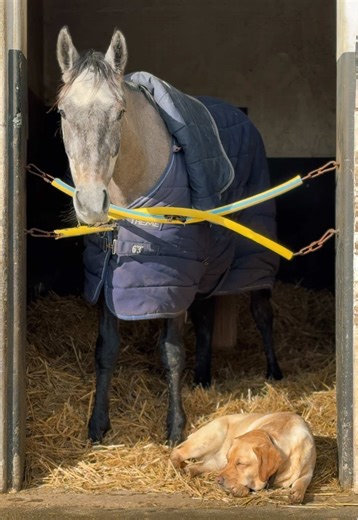 Il paraît que la sieste est meilleure près des chevaux 🥰 Notre Diane et Morpho, qui profitent du rayon de soleil de ce matin ☀️ #fyp #love #horse #dog #ecuriesatalia