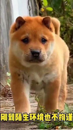 Hiking at Dawn to Find the Legendary Yellow Dog with a White Face – A Timeless Classic That Still St