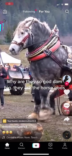 The actual horse gods #huge #gods #fyp #god #dam