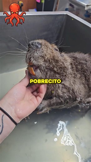 ¿Qué le pasa a un castor si deja de roer madera y por qué puede morir por eso? 🦫 #animales