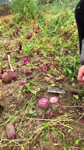 Cutting Red Yum #agriculture #farming #cuttingskills #shorts