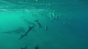 63K views · 4.1K reactions | Dolphins everywhere! <3 | Pride of Maui | Facebook
