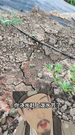 土壤都在喊救命了！再看不懂求救信号！你就等着减产吧！