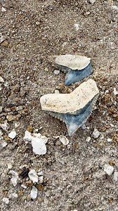 Do you think these two extinct Tiger Shark teeth are from the same shark?!..#SHRKco #LinkInBio #TigerShark #Fossilized #ancient | SHRKco