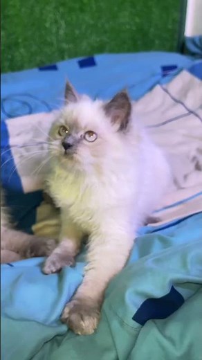Himalayan kittens available
