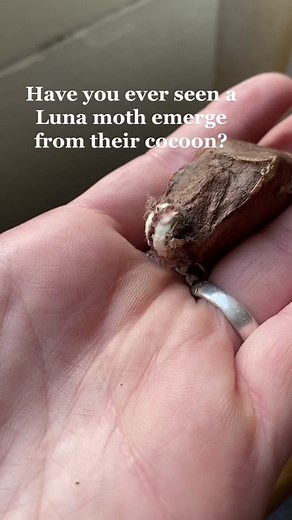 The first of the moths is here! Isnt she lovely 🥺 • #moth #mothtok #caterpillar #cecropiamoth #polyphemusmoth #silkmoth #giantsilkmoth #bigmoth #raisingmoths #raisingcaterpillars #fyp #foryou #entomology #entomologist #ento #lunamoth #actiasluna #unfurling #wings #butterfly #mothtok #witchy #witchtok