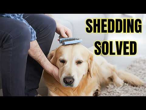 How to stop a labrador retriever from shedding