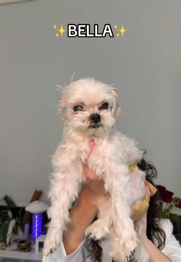 Lawyers need emotional support too and this girl has been working over time!! 😅 #officedog#emotionalsupportdog#emotionalsupport#officepet