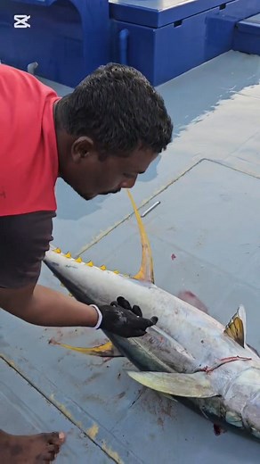 আজকে আপনাদেরকে দেখাবো মালদ্বীপের একটি ৫০ কেজি ওজনের টোনা ফিস কাইট্টা🇲🇻🇲🇻🇲🇻🐠🐠🐠 | Md Tohid