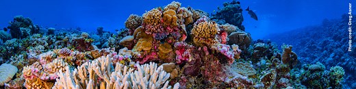 The Allen Coral Atlas Introduces the First Comprehensive Map of Shallow Water Coral Reefs - Coral Reef Alliance