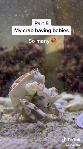 Calico Crab Releases Thousands of Baby Eggs in Stunning Video