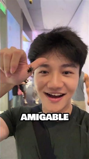 La abeja que nunca se separa de su dueño 🐝💛