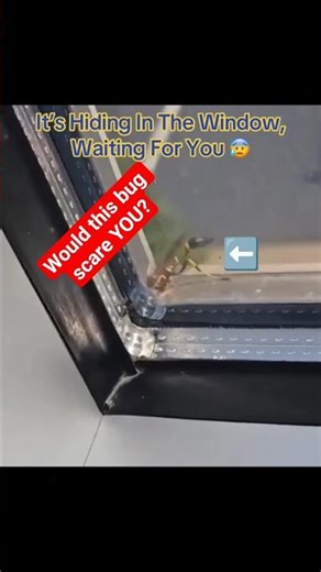 Is THIS bug trying to break into this house? #shorts