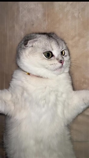 Unlike many cats, your Scottish Fold may love belly rubs because of her affectionate and trusting nature. Scottish Folds are known for being especially people-oriented and relaxed, and if she's exposing her stomach, it's a sign she feels safe with you. Her love for belly pets could also be tied to the unique way this breed expresses comfort and seeks attention. Just be sure to watch her body language—if she stays loose and purring, you're in the clear! #catsoftiktok #massage #cute #fyp #trending