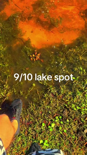 Reed Bingham state park #southgeorgia #fyp #naturevibes #lakeday