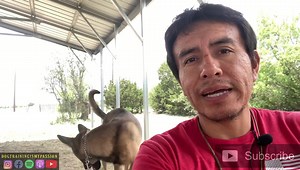 20K views · 2.3K reactions | Post Board & Train procedure for clients. | Dog Training is my Passion | Facebook