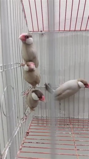 Beautiful Silver Java | Birds Fusion #Shorts #Birds #Viral