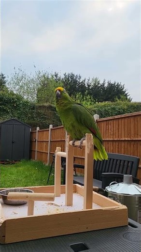 Talking Amazon Parrot #amazonparrot #talkingparrot