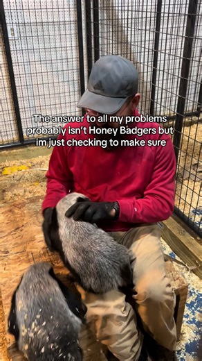 Exploring Honey Badgers: Misunderstood Creatures