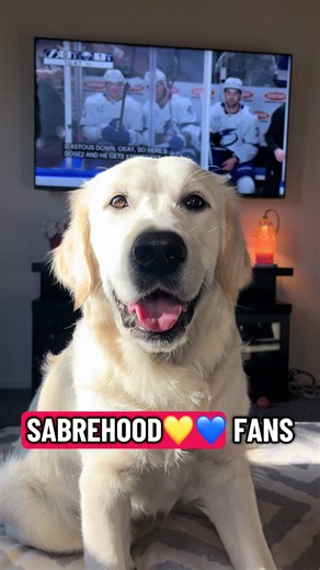 Let’s go @Buffalo Sabres 🏒💙💛💙💛 Murphy is prepped for tonight’s game against the @Vegas Golden Knights 😁 #hockey #buffalosabres #sabres #vegasgoldenknights #dogsoftiktok