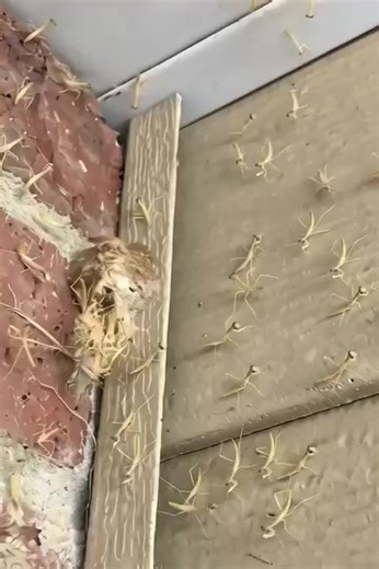 181K views · 1.5K reactions | Had a Praying Mantis nest hatch by my front door! 헗헲혁헮헶헹혀 헯헲헹헼현  | Beautiful Daily | Facebook