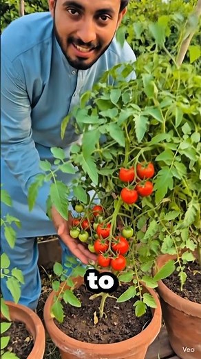 Tomato Farming in Pots | Grow Tomatoes at Home Easily#tomatoes #growtomatoes #containergarde