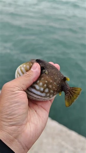 This tiny pufferfish is TOO CUTE 🥺 #shorts