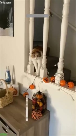 Funny Cats 2024 🥰 kitten meowing crying 🥰 # Part 2443