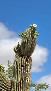 It’s the Saguaro Cacti Blooming Season in the Desert #tucson #trending #Arizona | Spotted In Tucson