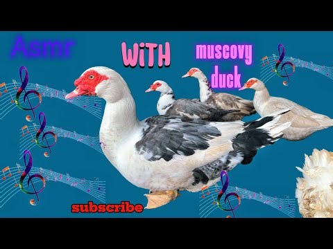 Duck Farm ASMR Live 🦆 | Calming Nature Sounds & Funny Duck Life