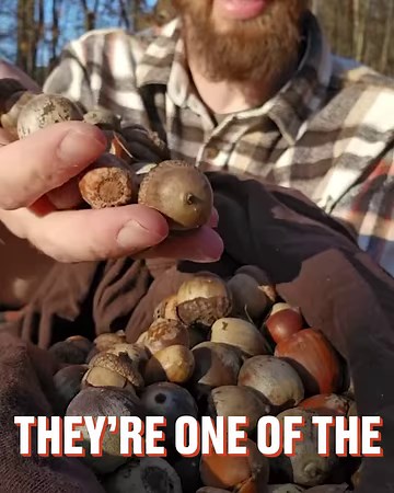 64K views · 198 reactions | Did you know there is a way to actually eat acorns?!  | FOODbible | Facebook