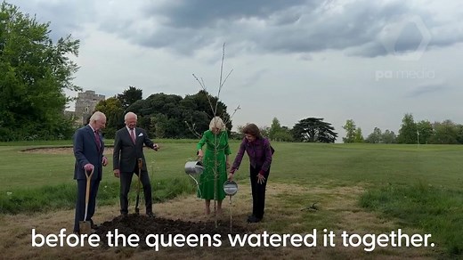 1.3K views | The King and Queen were given a “beautiful” Swedish oak tree by the King and Queen of Sweden, which they planted together in the grounds of Windsor Castle. | PA Media | Facebook