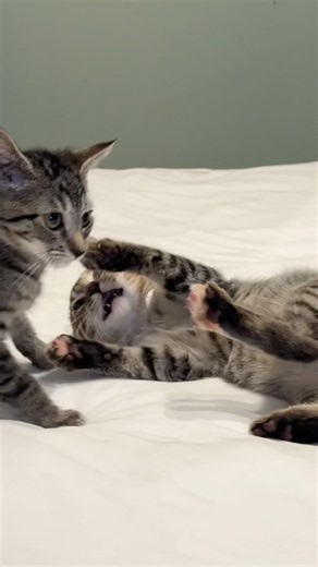 Day 29: Coleslaw, Mashed Potatoes, Fried Pickles (Foster Kittens)