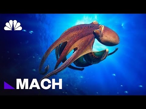 Is The Octopus An Alien? | Mach | NBC News