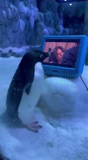 Angry Penguin Watching a Movie… and Losing His Patience 😂🐧