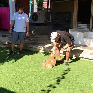 138 reactions · 305 shares | Training tip: Dogs are always looking for visual cues like hand signals and body language. When done correctly it makes it easier for your dogs to follow you. We are now accepting enrollment for the next puppy kindergarten class. Contact us at 09159756635. | Dog Coach Francis | Facebook