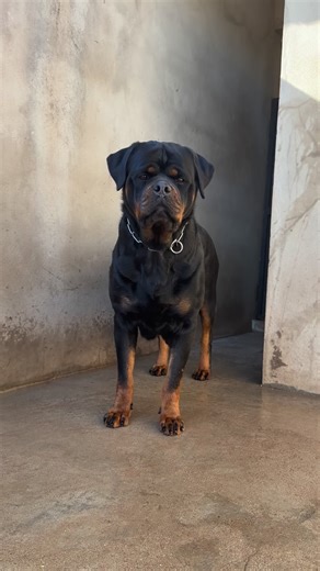 Fire 🩷 . . #rottweilers #rottweiler #rottweilerfans #rottweilerlove #rottweilerclub #rottweilerbreed | Canil Império Negro Rottweiler