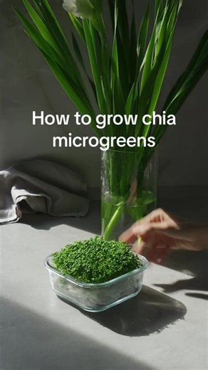 Growing Chia Microgreens: Nutrient-packed and Clean Cultivation Tips