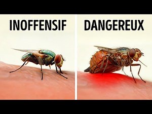 Plus de 100 faits étonnants sur les animaux qui vous feront réfléchir