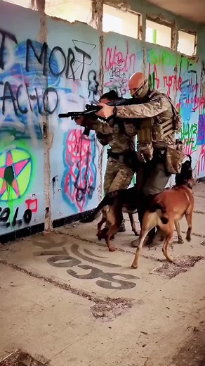 Army USA Dog Training Tips: Tactical Harnesses for K9 Soldiers