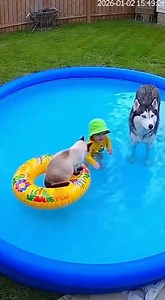 2.7K views | Pool Fail The moment the inflatable pool bursts!  #swimming pool #incident #funny #Husky #poolfail #funnyanimals #waterblast #surprise | America Restored | Facebook