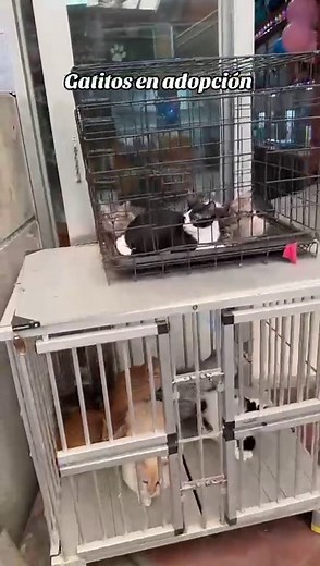 Cosmo Animal on TikTok