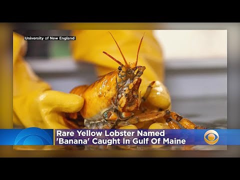Rare Yellow Lobster Named Banana Caught In Gulf Of Maine