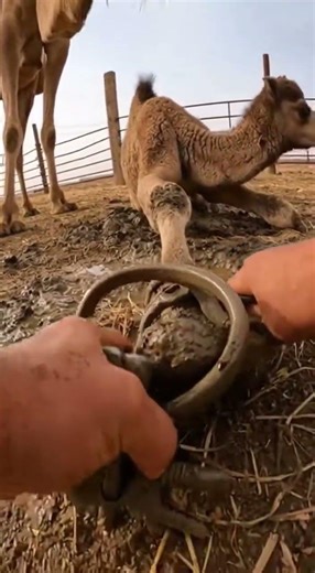 Hands Twisting Spring in a Tight Muddy Pen