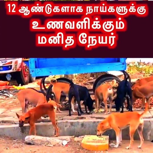 12 ஆண்டுகளாக நாய்களுக்கு உணவளிக்கும் மனித நேயர்