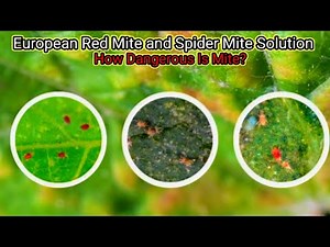 European Red Mite and Spider Mite treatment || Magray Orchards