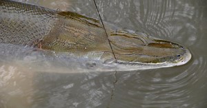 Trinity River Alligator Gar Harvest Authorization Drawing Opens Sept. 1